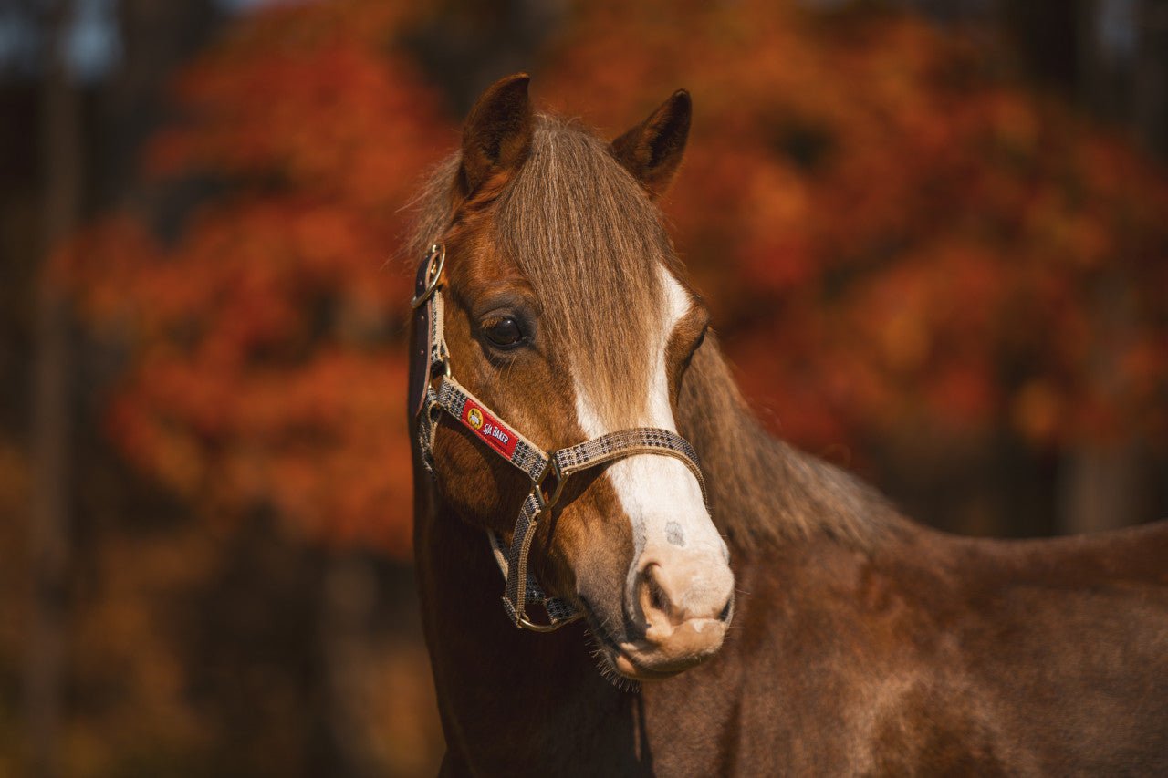 5/A Baker® Breakaway Halter with Full Leather Crown 1" - 5/A Baker® - Equiluxe Tack