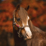 5/A Baker® Breakaway Halter with Full Leather Crown 1" - 5/A Baker® - Equiluxe Tack