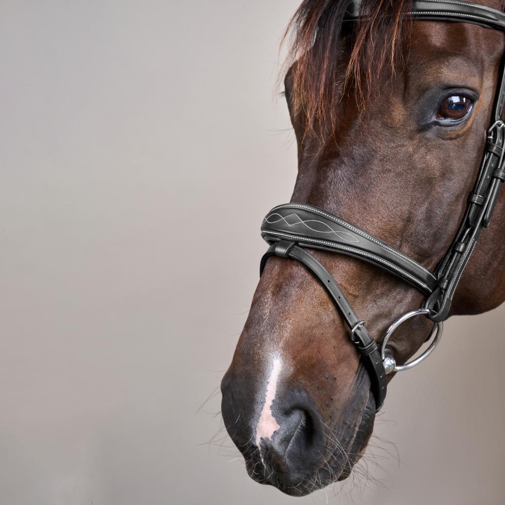 Dy'on Anatomic Flash Noseband Bridle US Collection