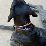 Halter Ego Revolution Patent Blue Leather Dog Collar