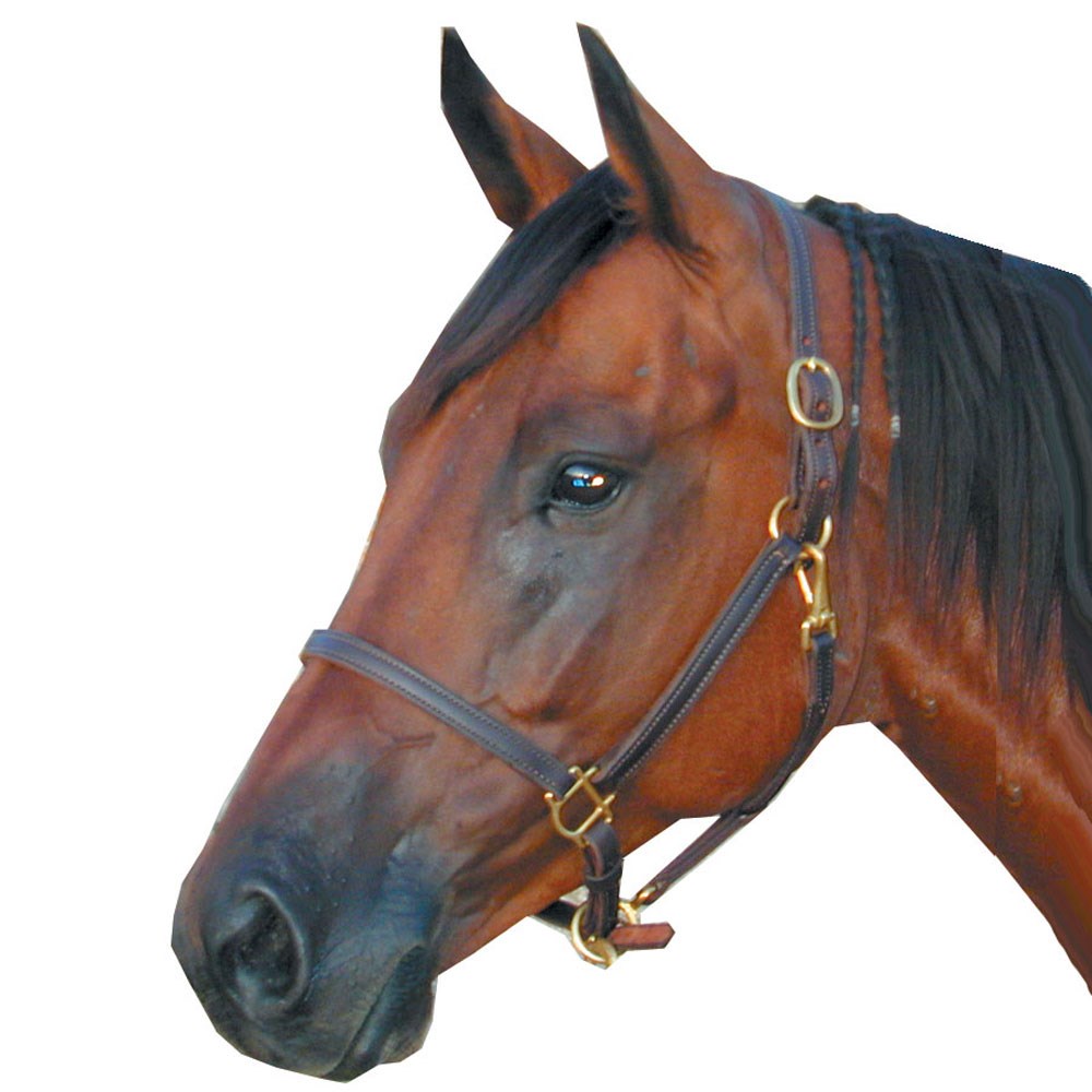 3/4" Deluxe Track Halter with Solid Brass Hardware