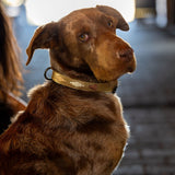 Halter Ego Gilded Solstice Leather Dog Collar