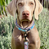 Halter Ego The Blossom Leather Dog Leash