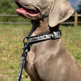 Halter Ego Venetian Leather Dog Collar