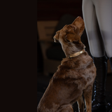 Halter Ego Gilded Solstice Leather Dog Collar