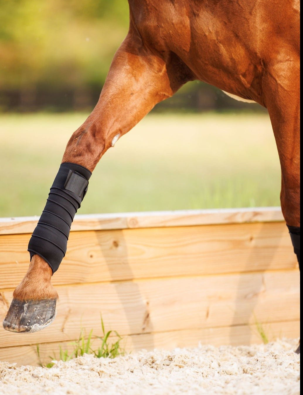 Anatomeq SoftSupport Polos - Anatomeq - Equiluxe Tack