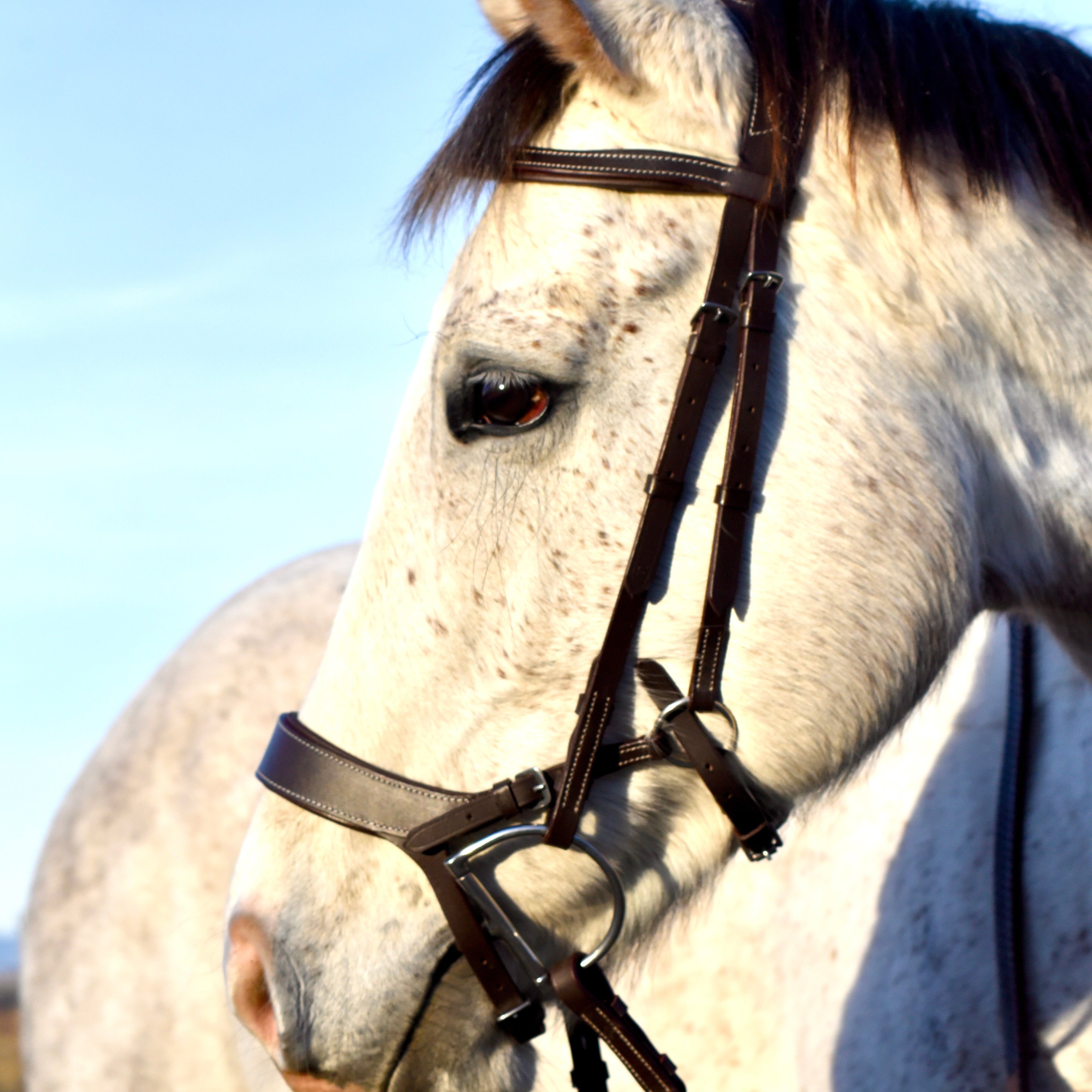 Auven Equestrian's The Othello Bridle - Auven Equestrian - Equiluxe Tack