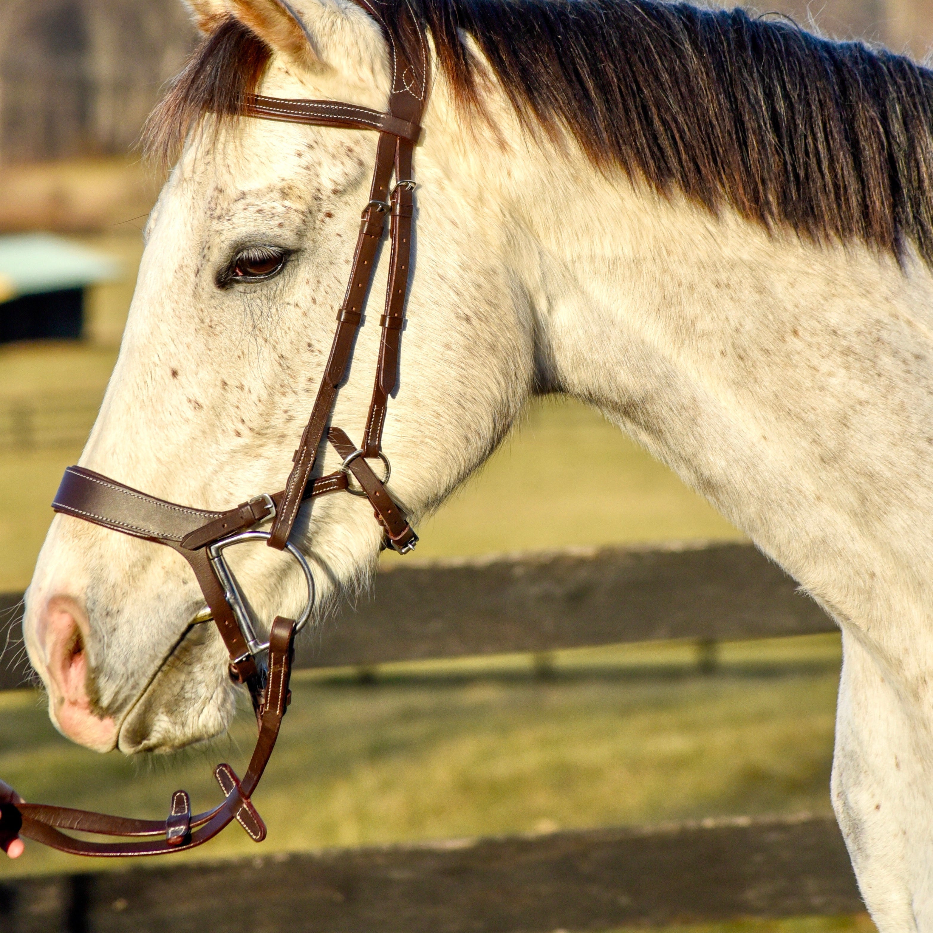 Auven Equestrian's The Othello Bridle - Auven Equestrian - Equiluxe Tack