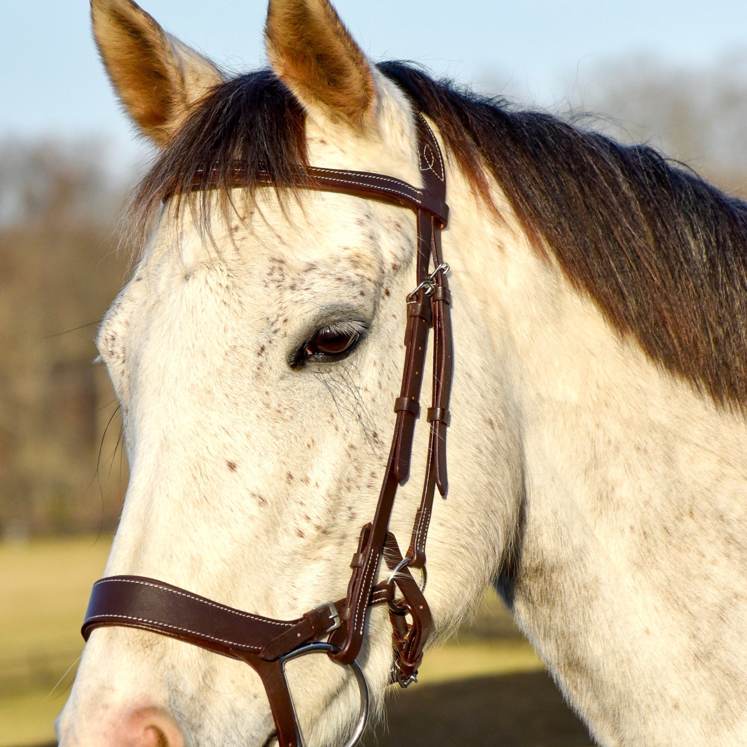 Auven Equestrian's The Othello Bridle - Auven Equestrian - Equiluxe Tack