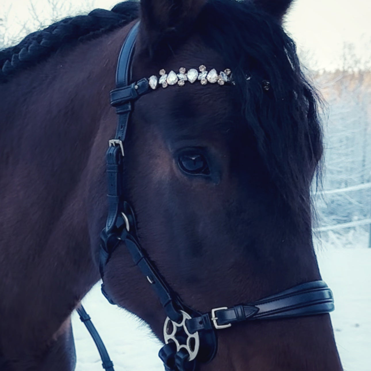 Bella Starwheel hackamore all black - MASEGO horsewear - Equiluxe Tack