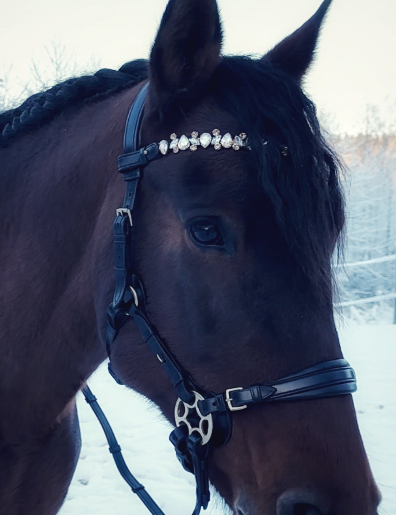 Bella Starwheel hackamore all black - MASEGO horsewear - Equiluxe Tack