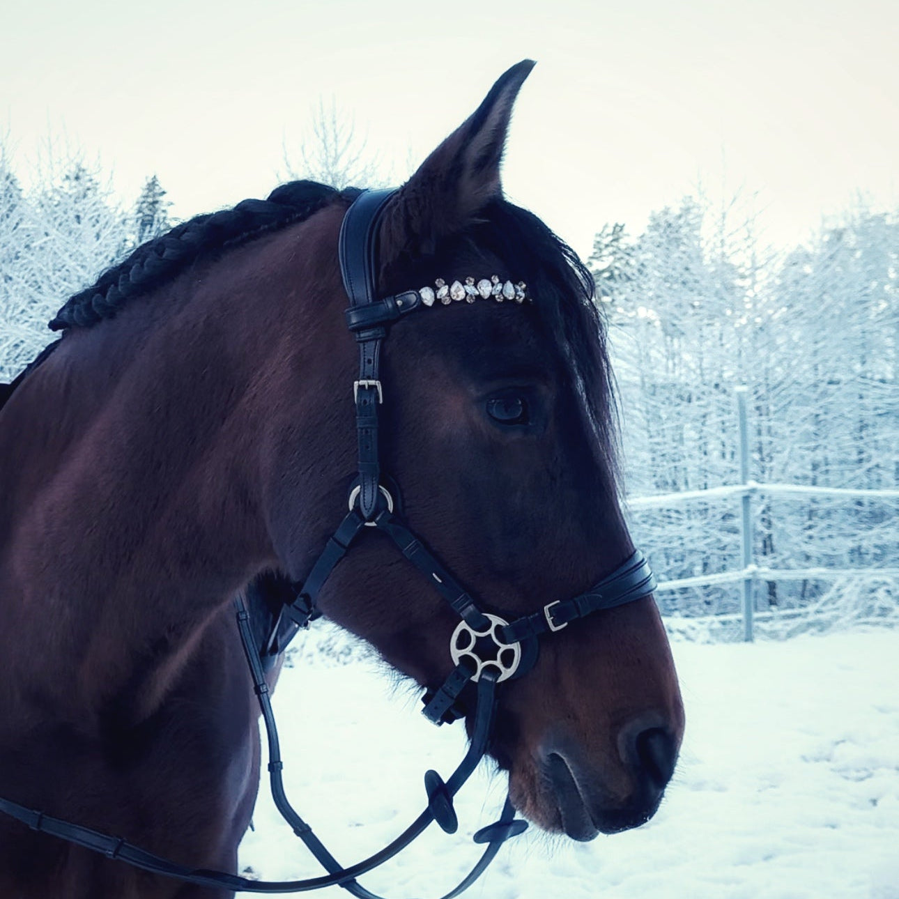 Bella Starwheel hackamore all black - MASEGO horsewear - Equiluxe Tack