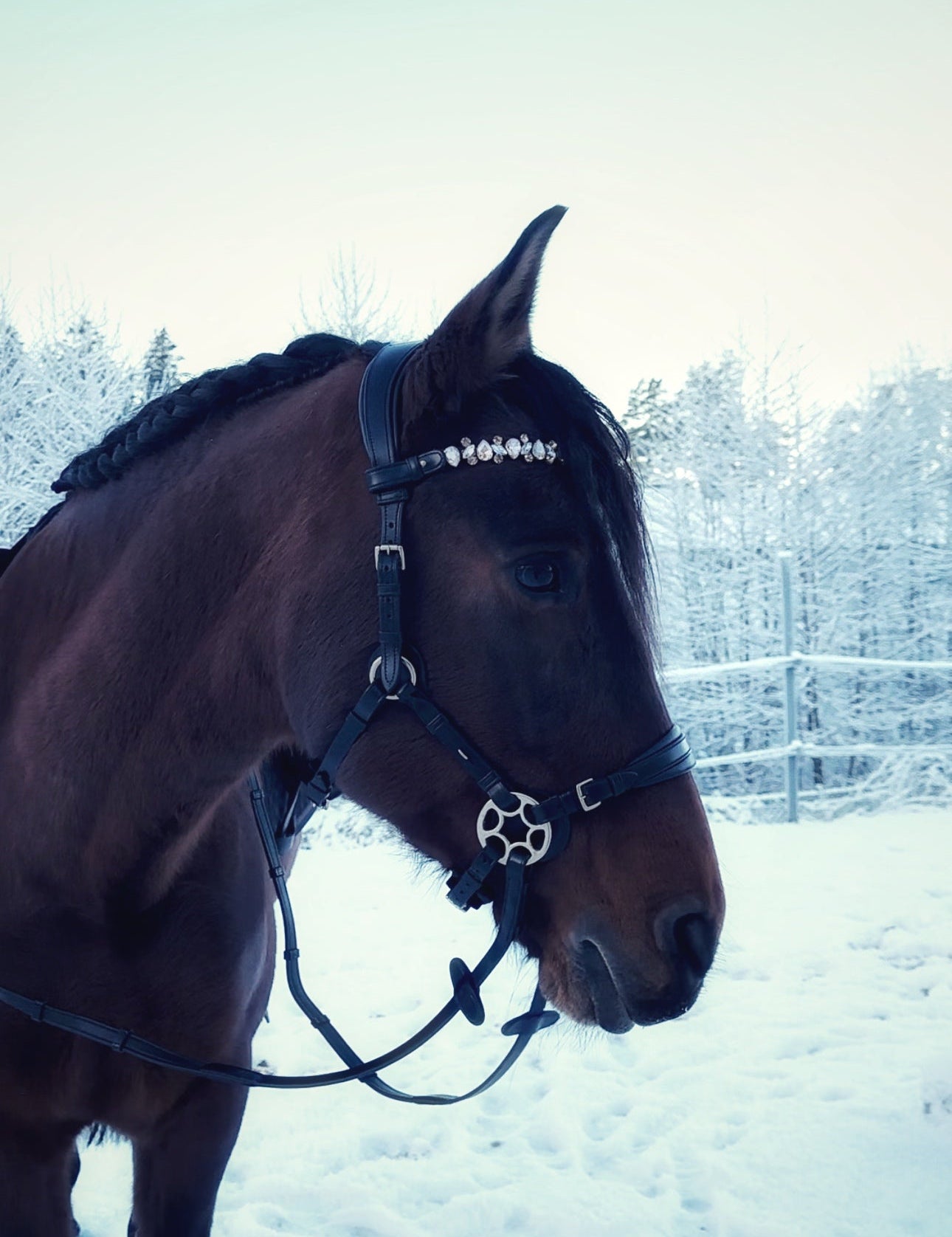 Bella Starwheel hackamore all black - MASEGO horsewear - Equiluxe Tack