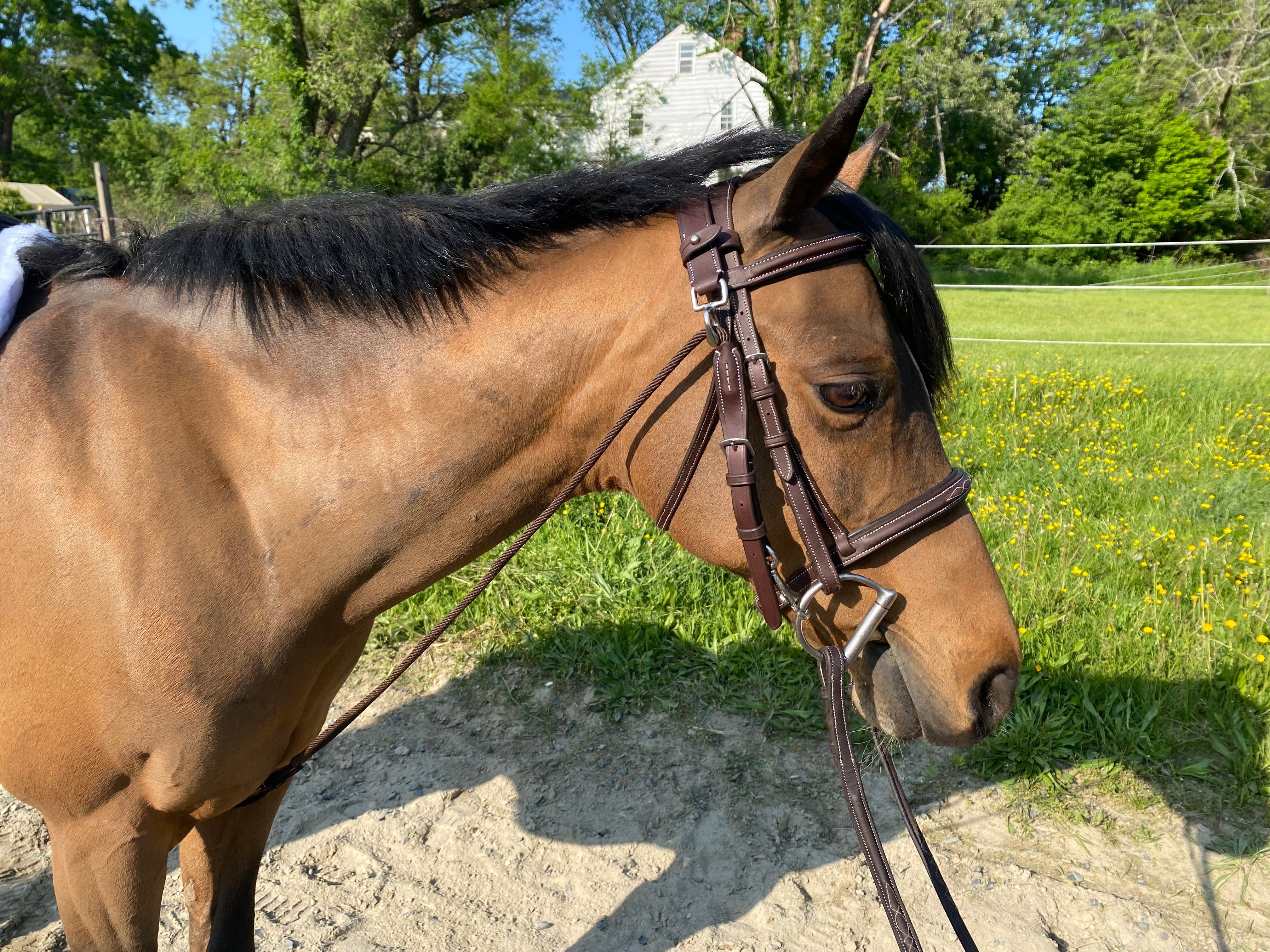 Belle & Bow Chambon - BelleandBow - Equiluxe Tack