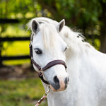Belle & Bow Everyday Leather Pony Halter - Belle & Bow - Equiluxe Tack