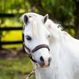 Belle & Bow Everyday Leather Pony Halter - Belle & Bow - Equiluxe Tack