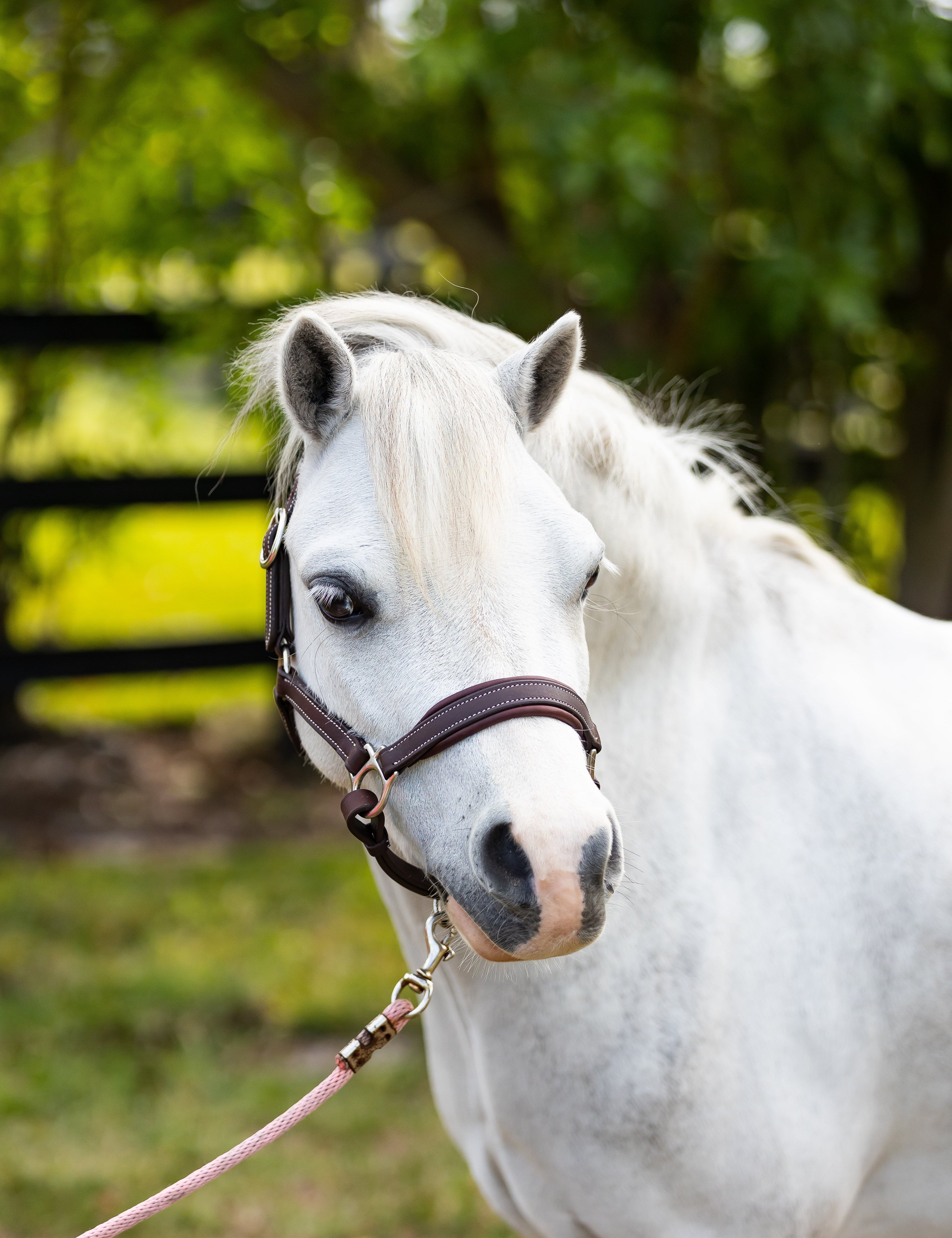 Belle & Bow Everyday Leather Pony Halter - Belle & Bow - Equiluxe Tack