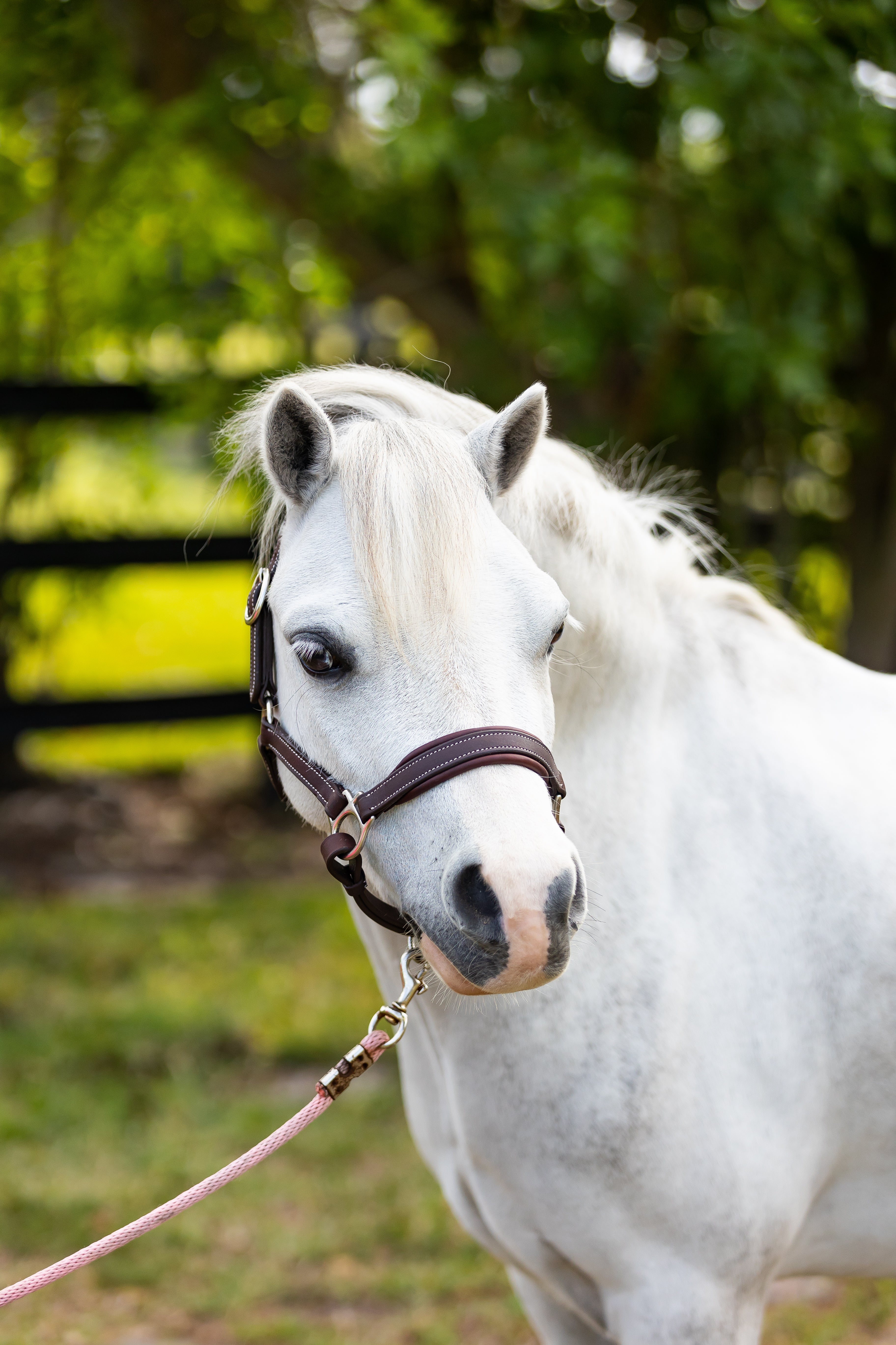 Belle & Bow Everyday Leather Pony Halter - Belle & Bow - Equiluxe Tack