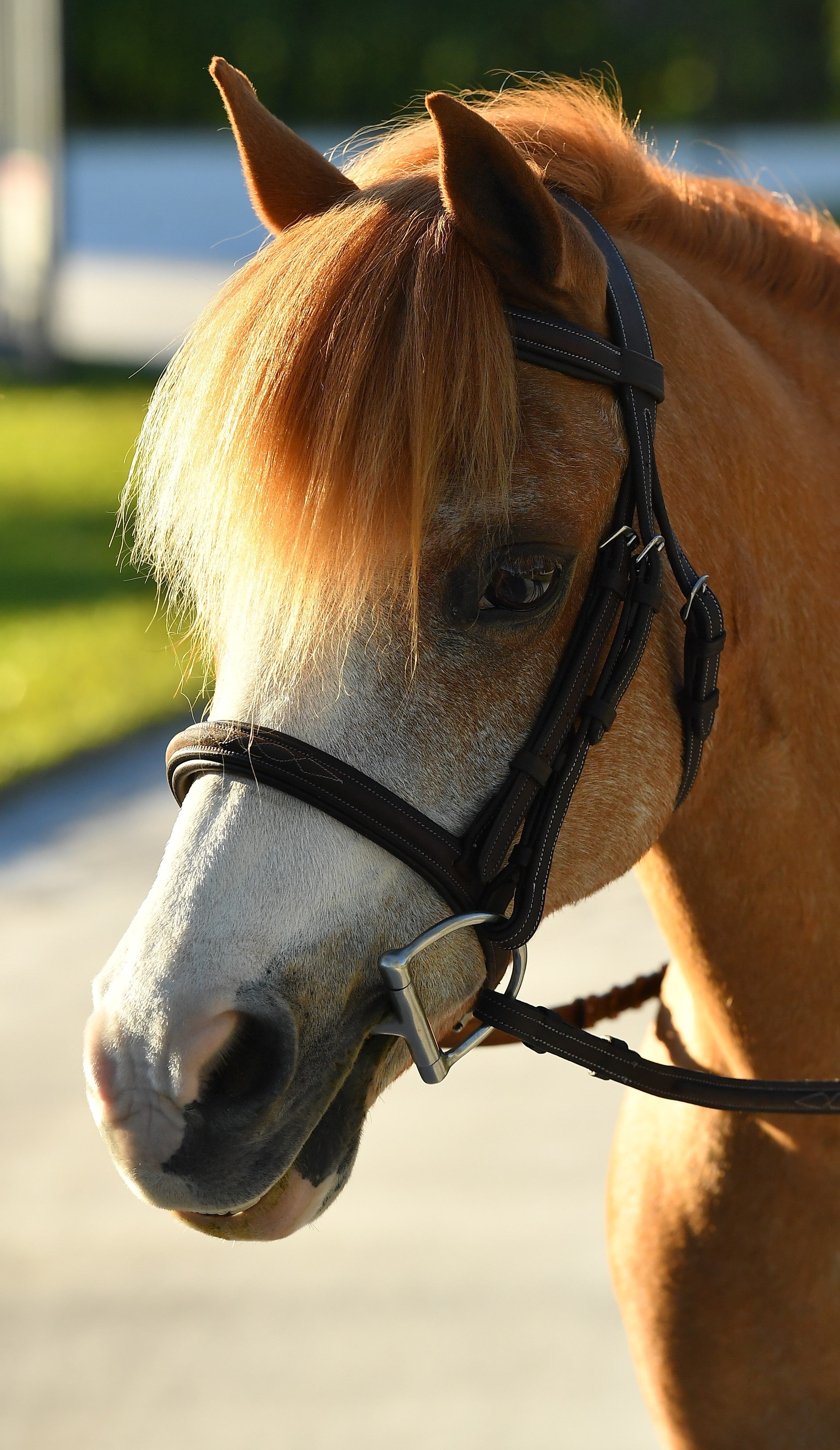 Belle & Bow Leather Pony Glenmore Bridle - BelleandBow - Equiluxe Tack