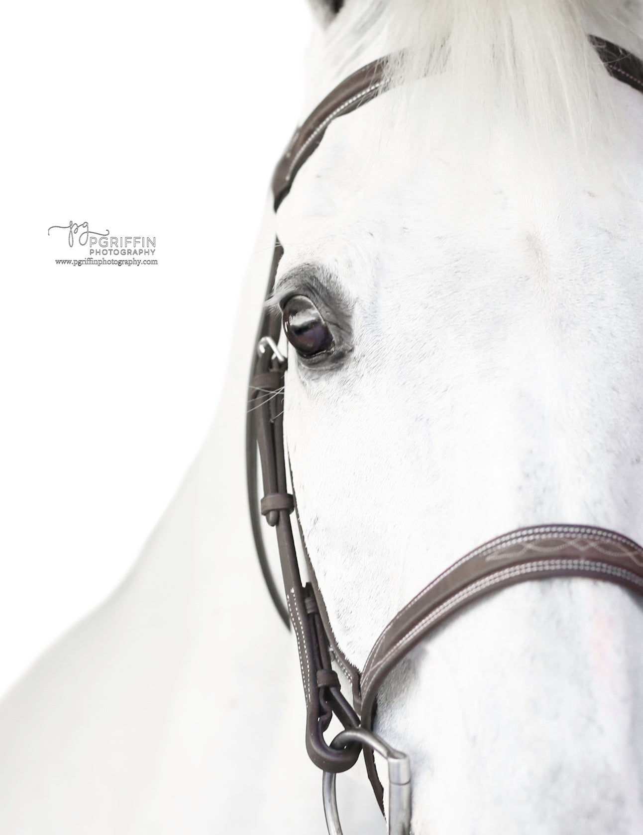 Belle & Bow Sugarbrook Pony Bridle Wide Noseband - BelleandBow - Equiluxe Tack
