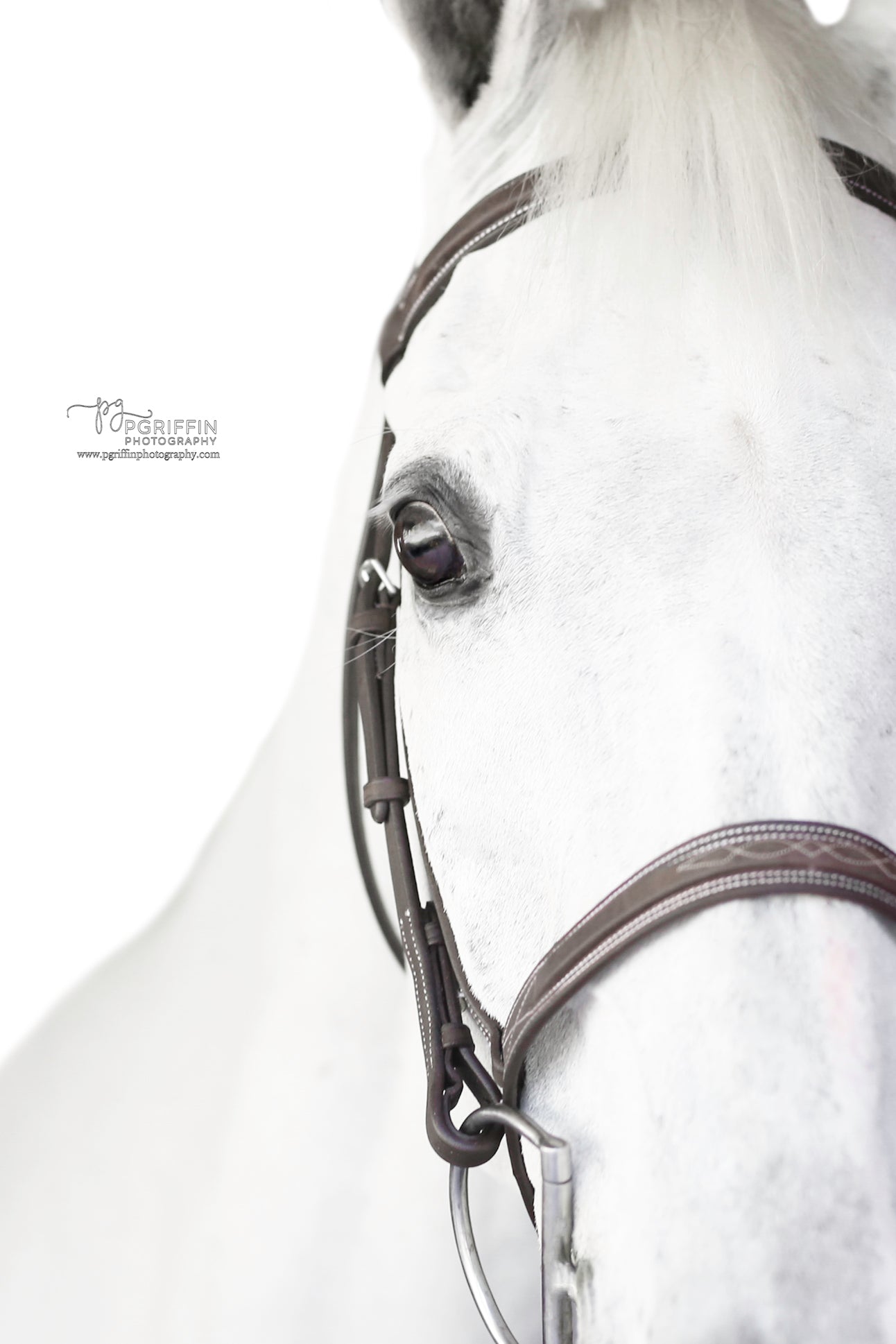 Belle & Bow Sugarbrook Pony Bridle Wide Noseband - BelleandBow - Equiluxe Tack