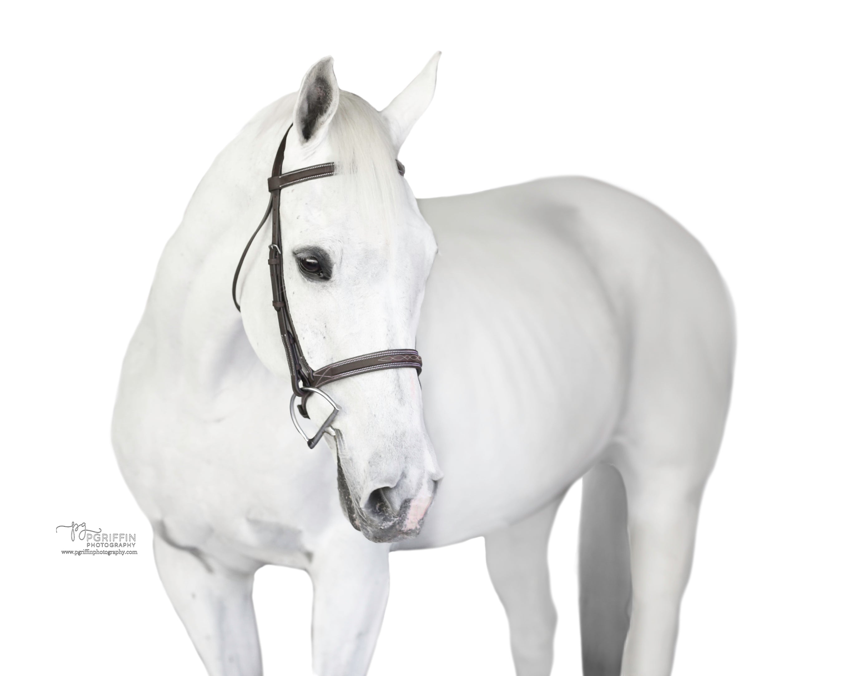 Belle & Bow Sugarbrook Pony Bridle Wide Noseband - BelleandBow - Equiluxe Tack