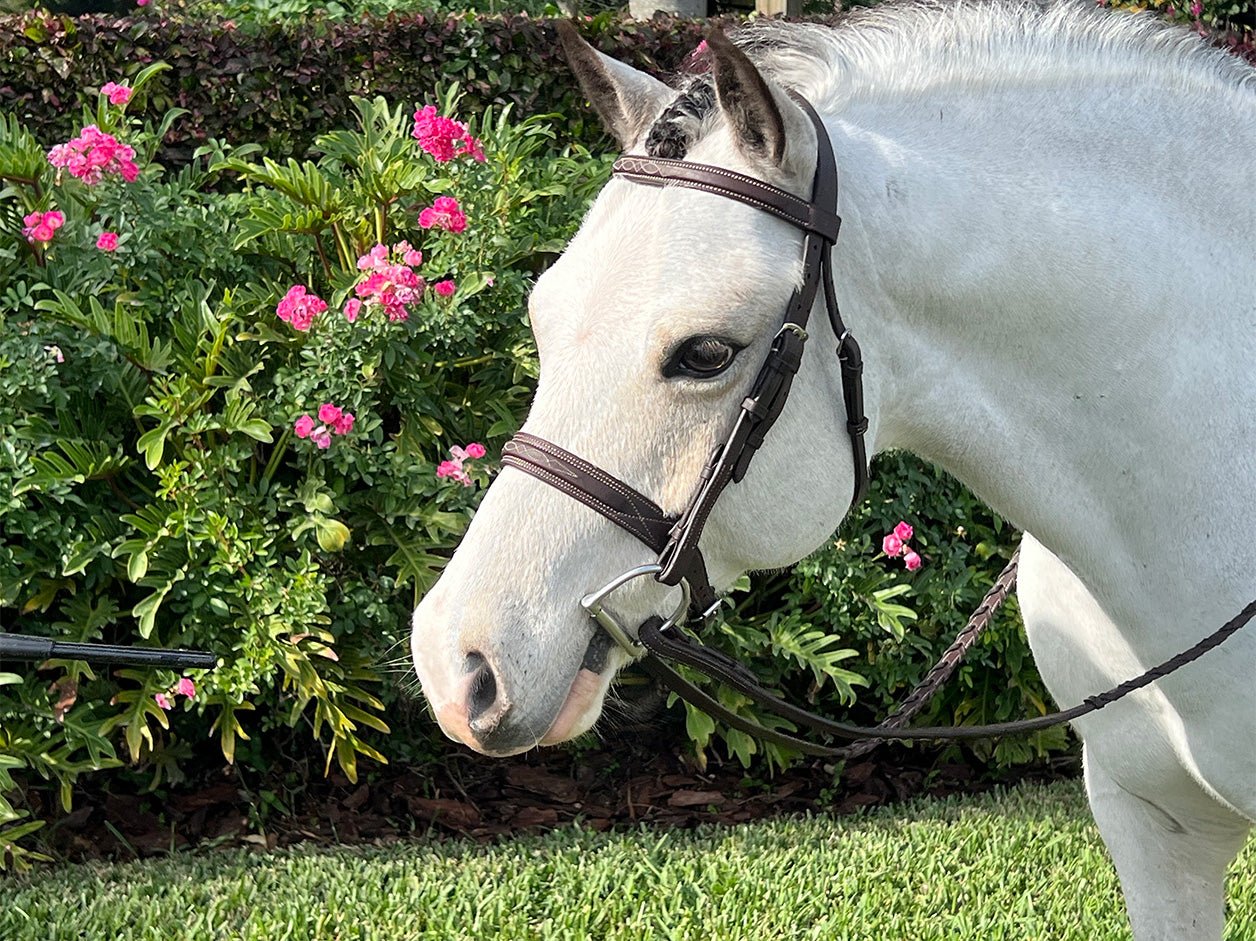 Belle & Bow Sugarbrook Pony Bridle Wide Noseband - BelleandBow - Equiluxe Tack