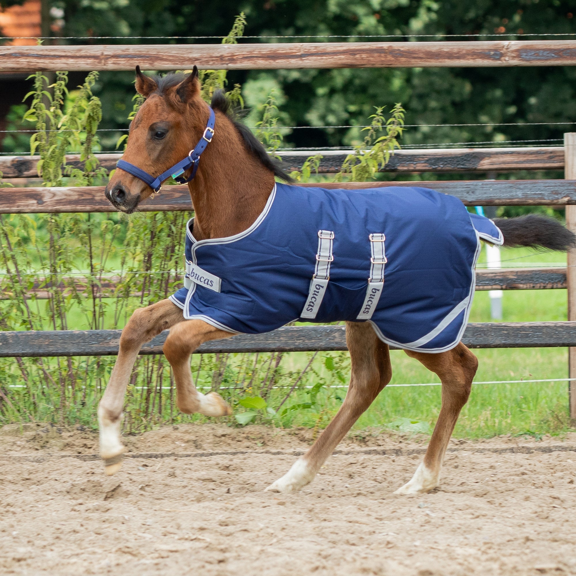 Bucas Adjustable Foal Turnout (50g) - Bucas - Equiluxe Tack