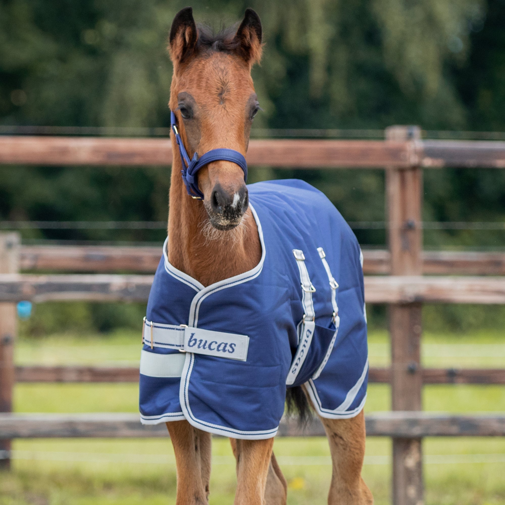 Bucas Adjustable Foal Turnout (50g) - Bucas - Equiluxe Tack