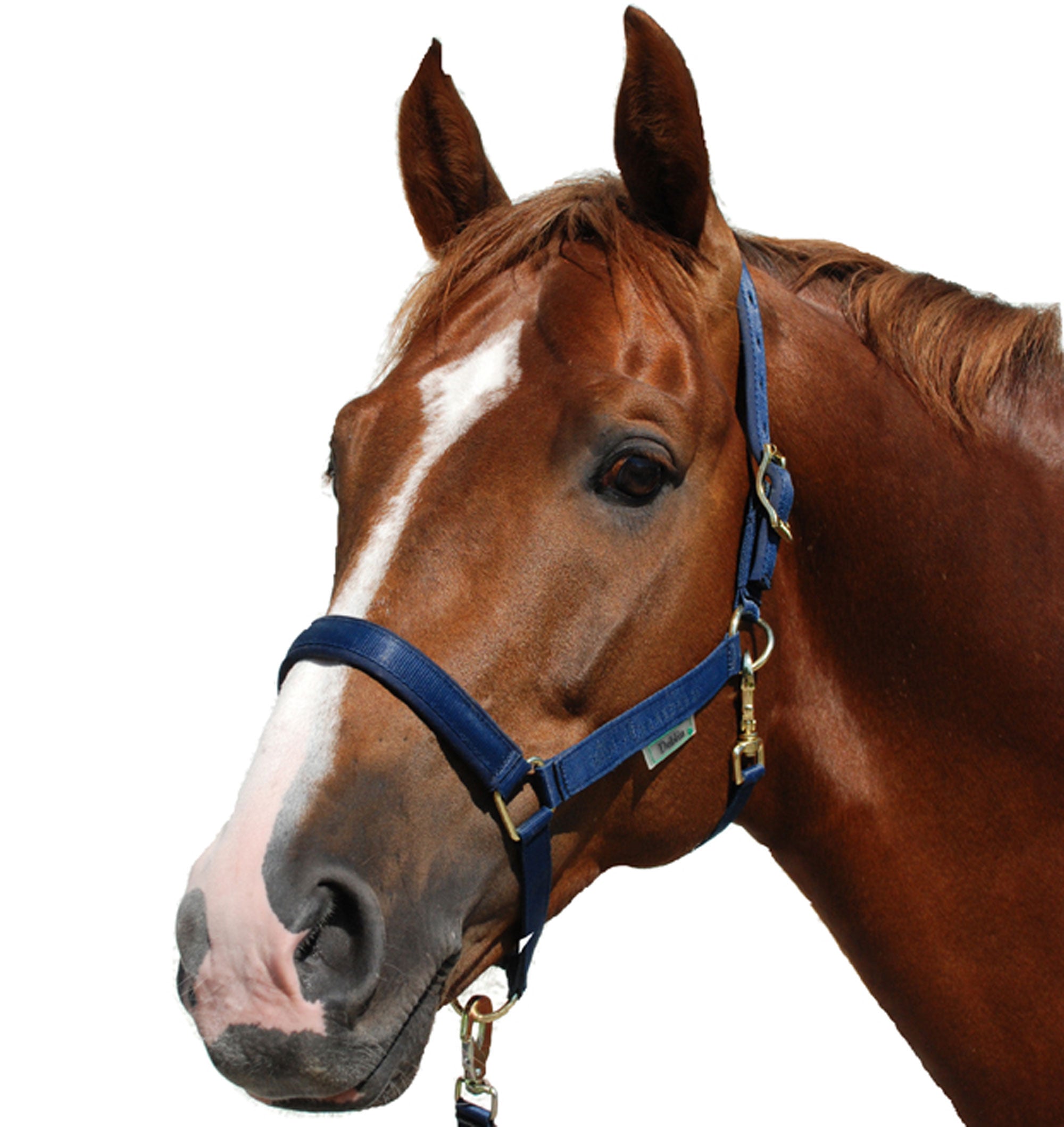 Bucas Dublin Halter - Bucas - Equiluxe Tack