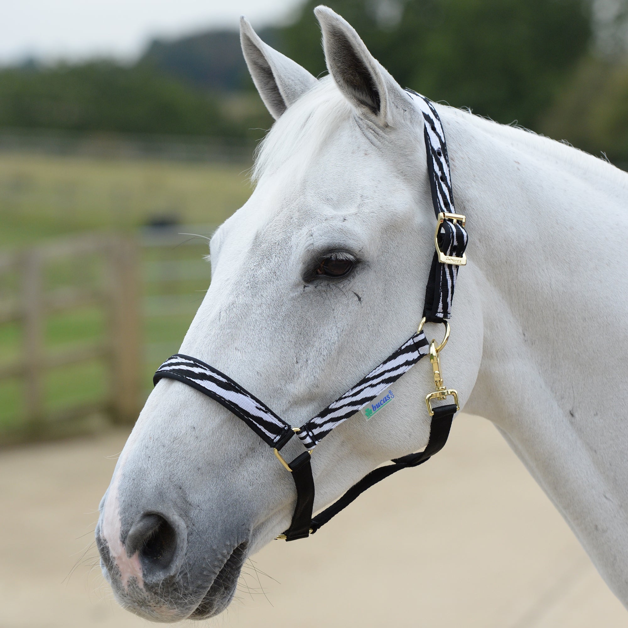 Bucas Dublin Halter - Bucas - Equiluxe Tack