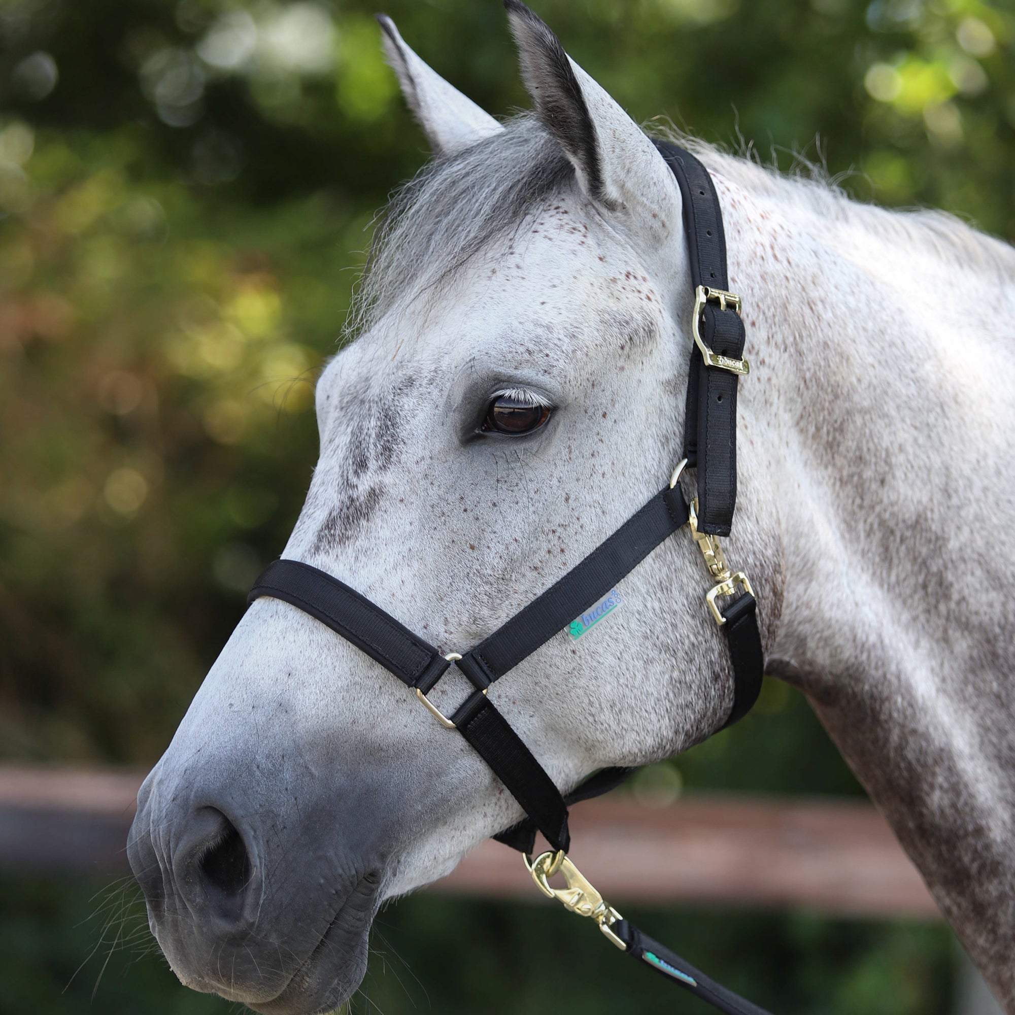 Bucas Dublin Halter - Bucas - Equiluxe Tack