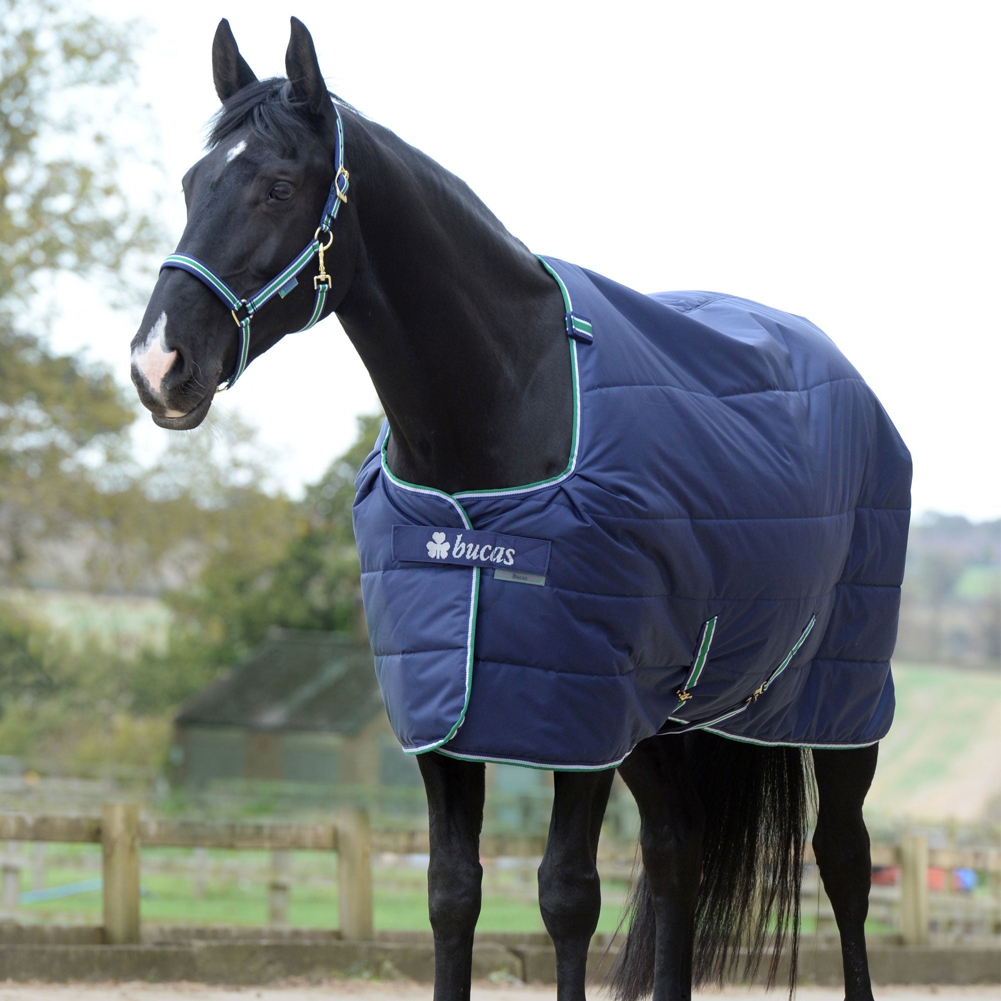 Bucas Quilt Stable Blanket - Bucas - Equiluxe Tack