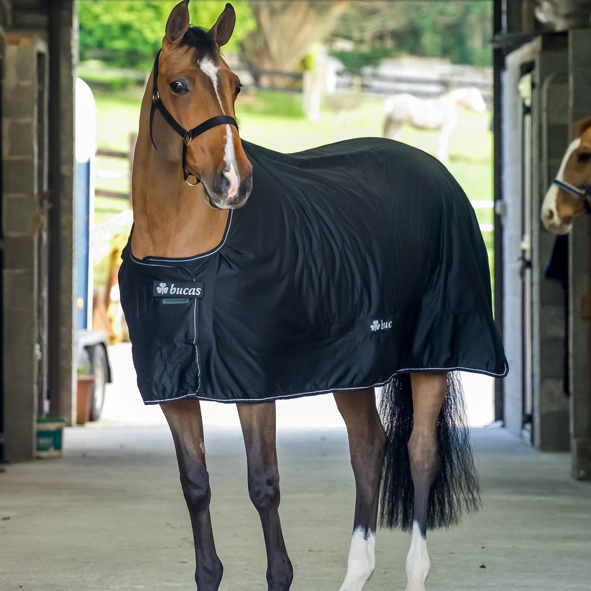 Bucas Shamrock Power Cooler - Bucas - Equiluxe Tack