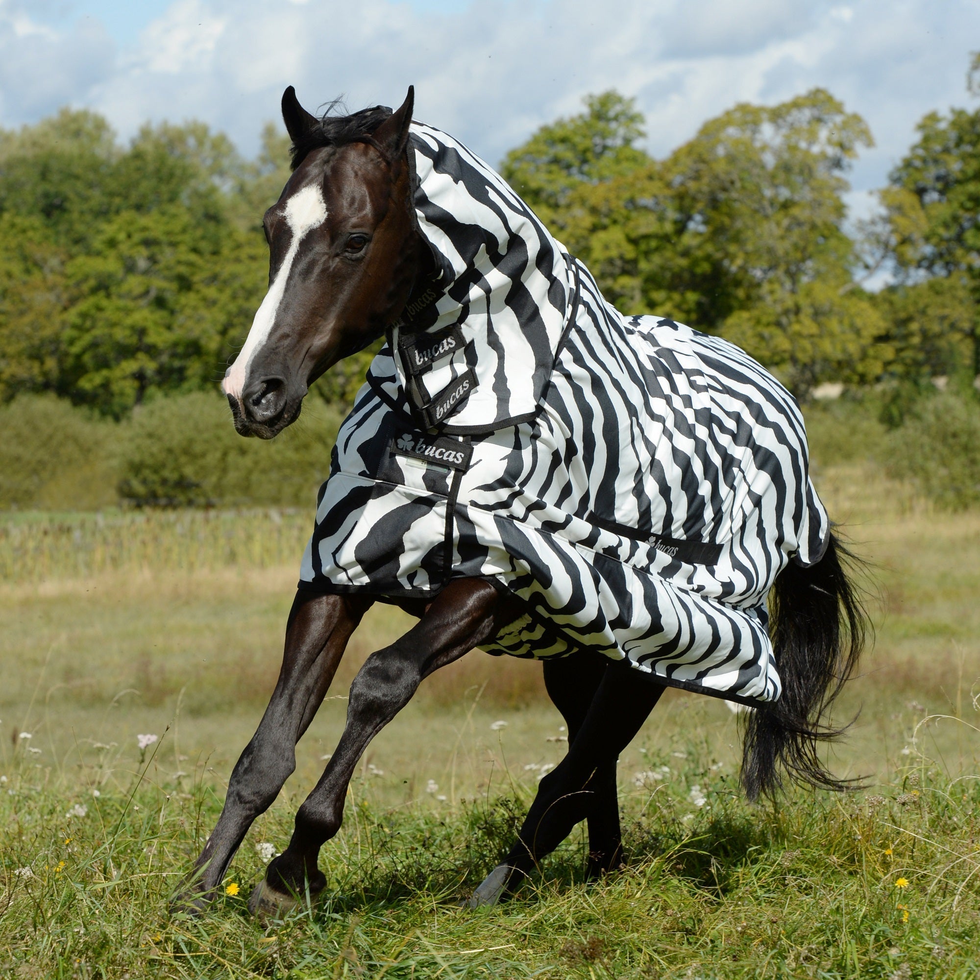 Bucas Zebra Sweet Itch Sheet - Bucas - Equiluxe Tack