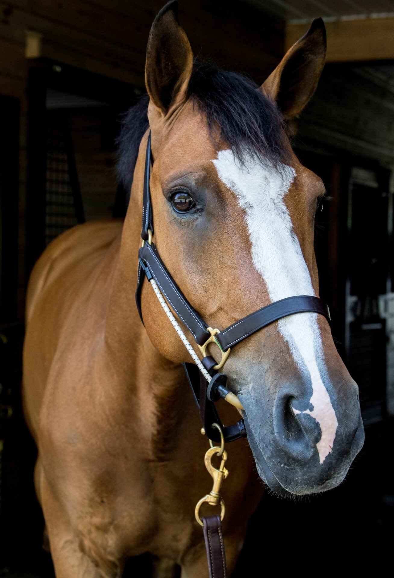 Busy Buddy - Equiluxe Tack - Equiluxe Tack