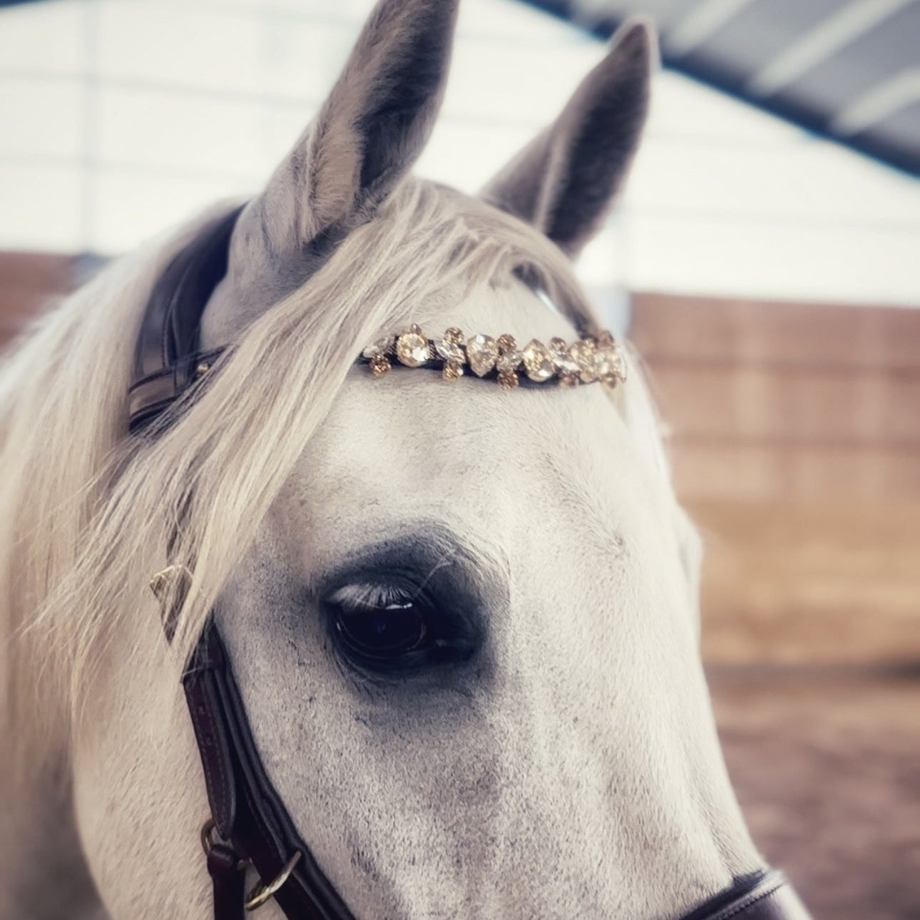 Champagne Tiara - MASEGO horsewear - Equiluxe Tack