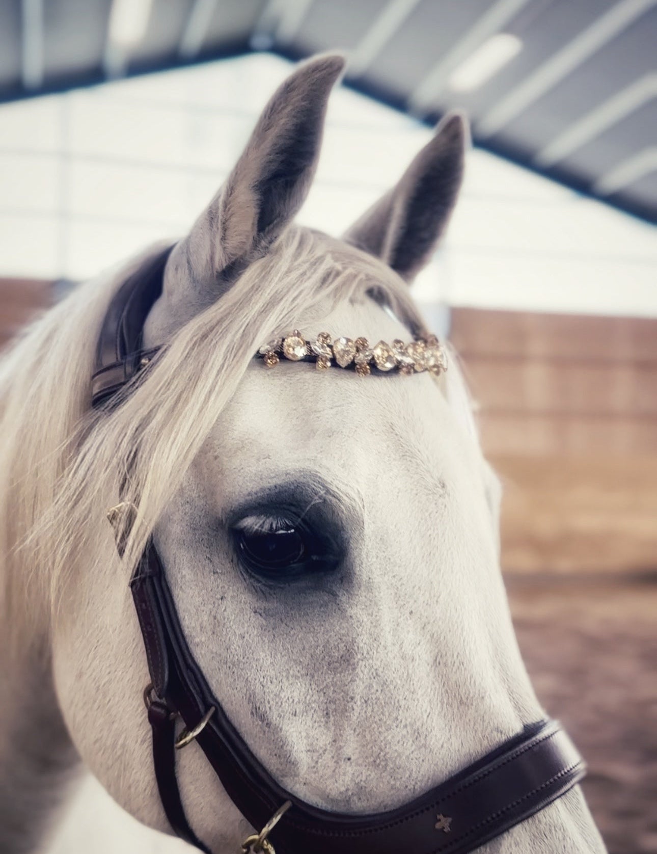 Champagne Tiara - MASEGO horsewear - Equiluxe Tack