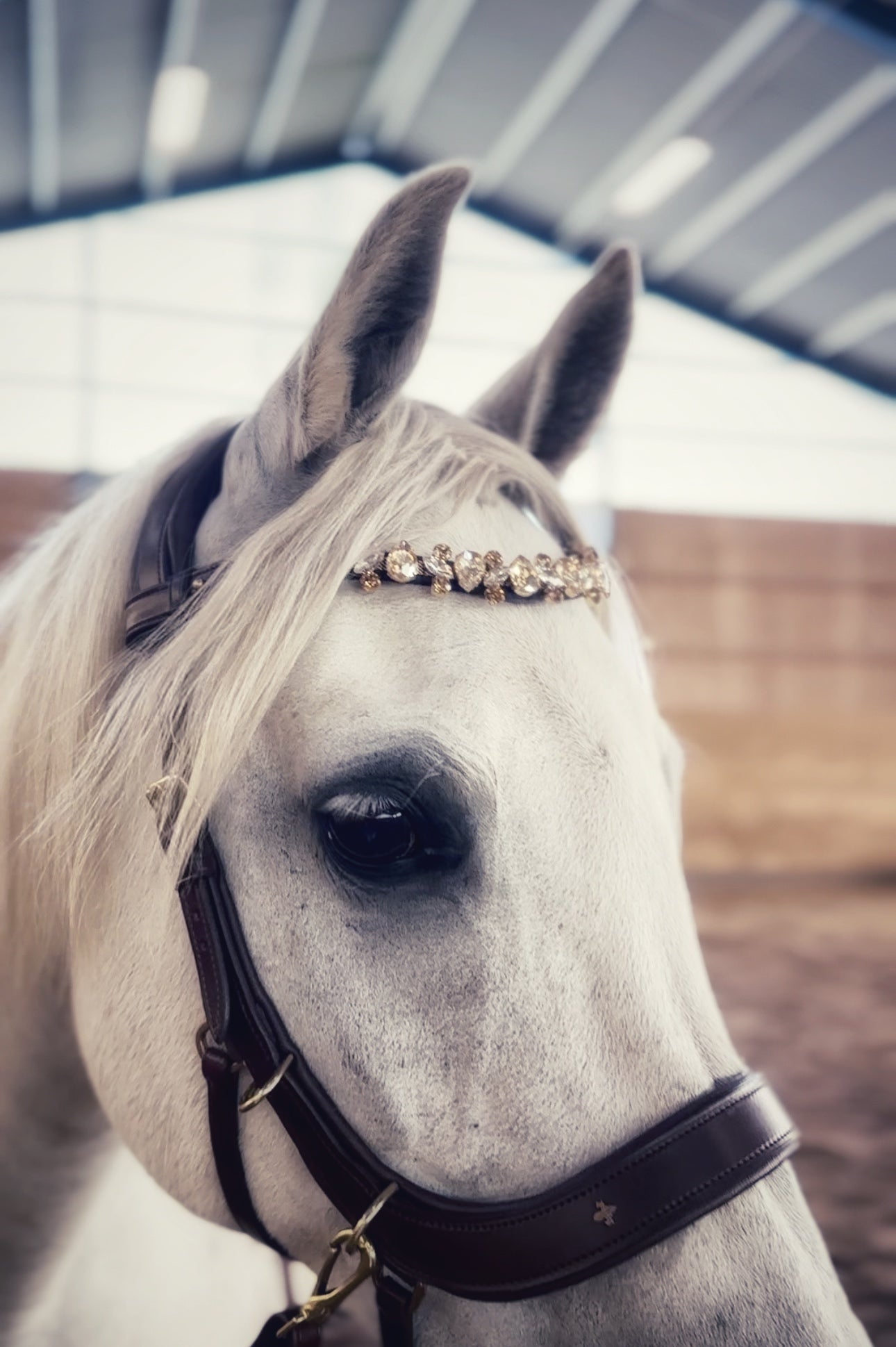 Champagne Tiara - MASEGO horsewear - Equiluxe Tack