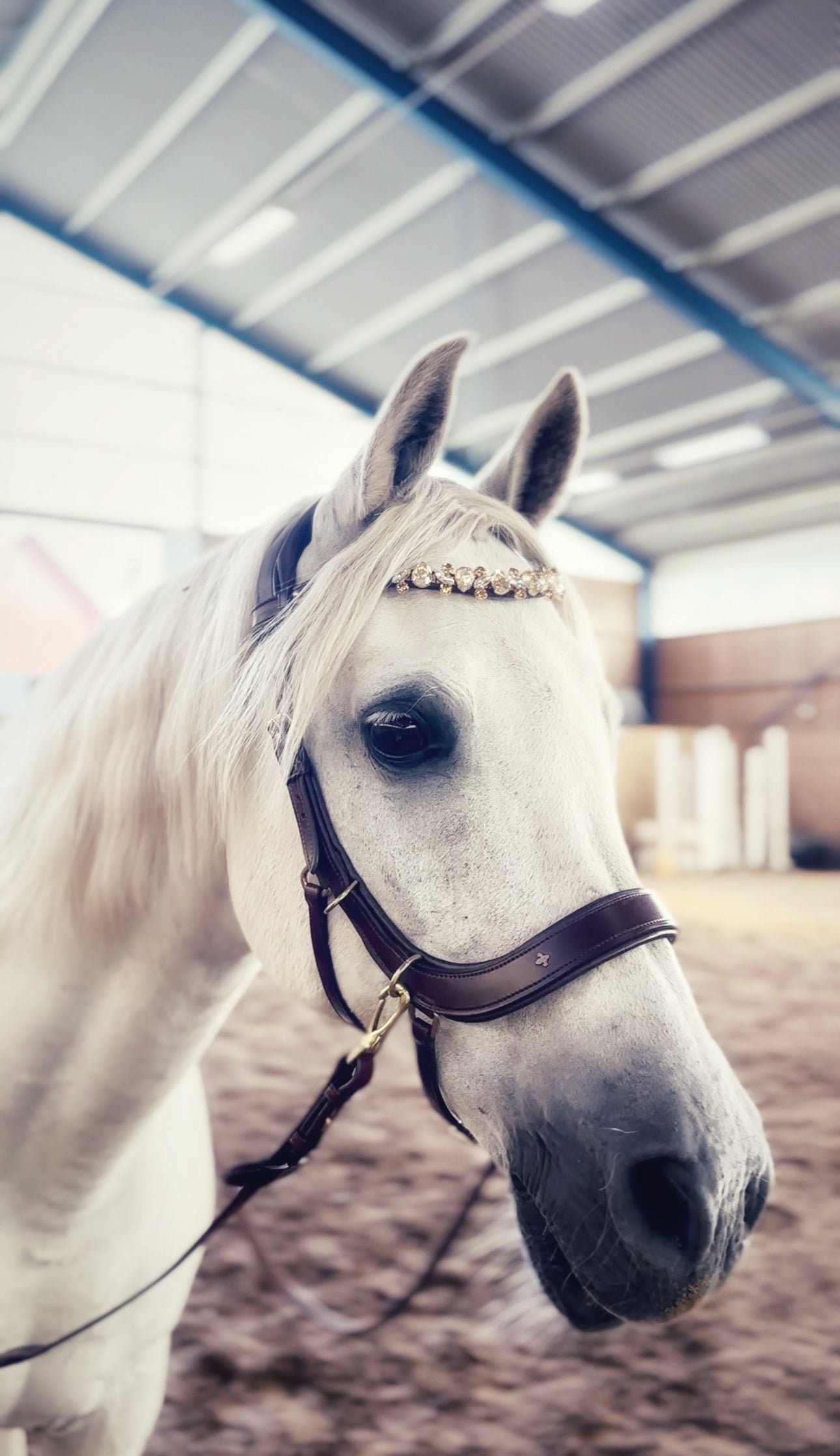 Champagne Tiara - MASEGO horsewear - Equiluxe Tack