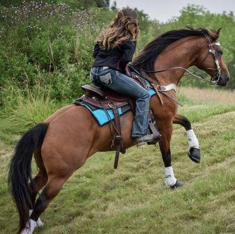 Contour Western Ranch Pad - Equiluxe Tack - Equiluxe Tack