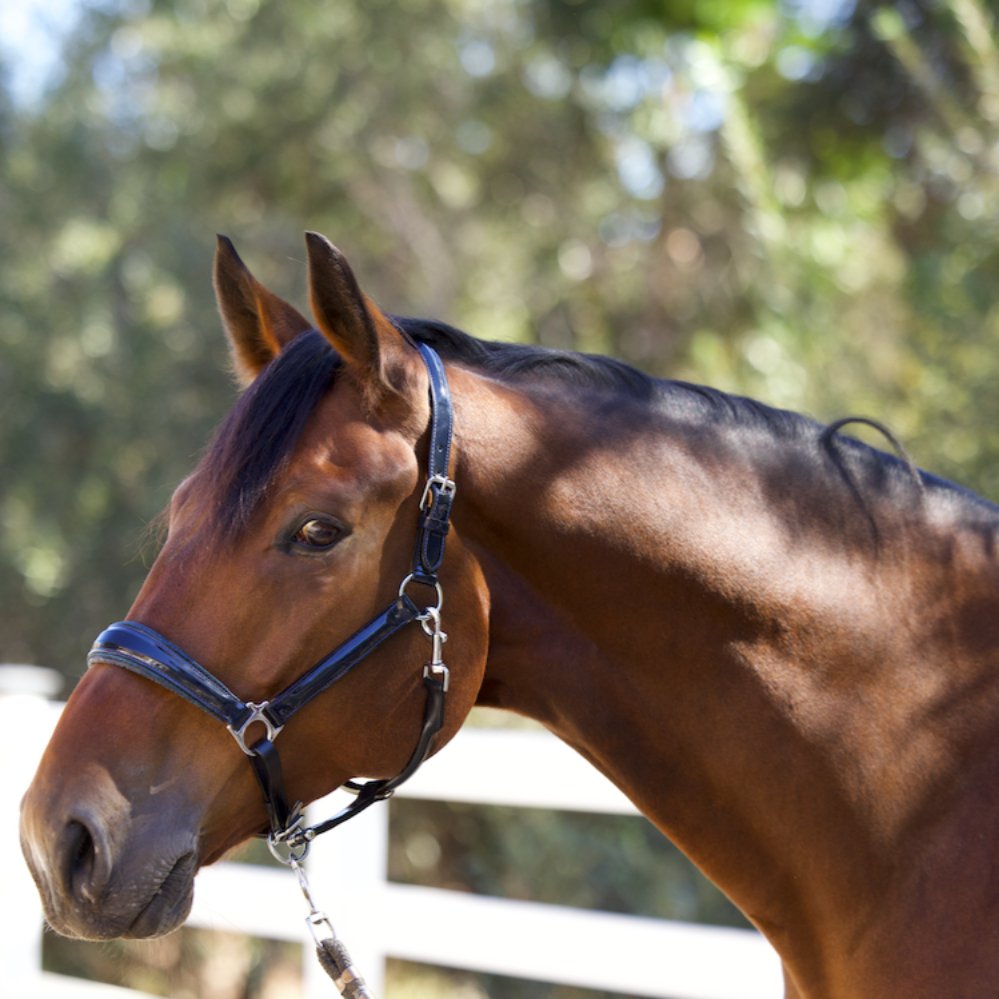 Copenhagen Navy Patent Halter - Halter Ego® - Equiluxe Tack