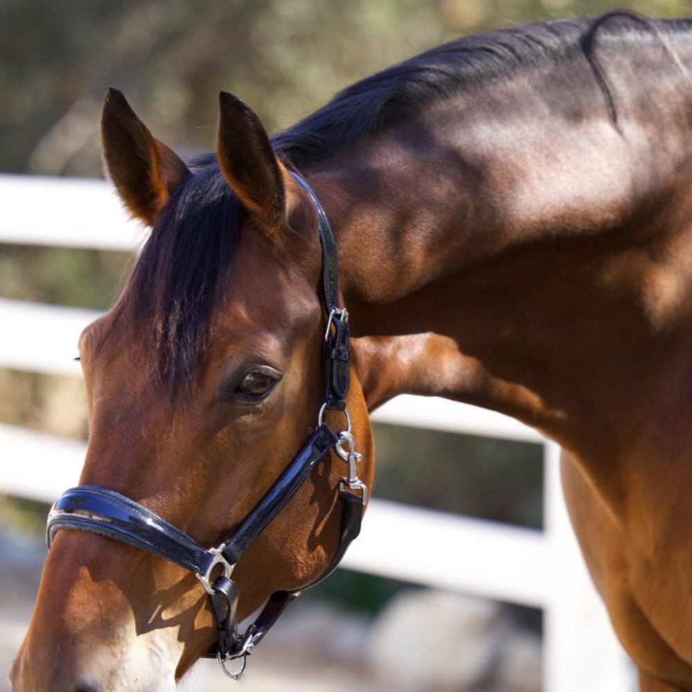 Copenhagen Navy Patent Halter - Halter Ego® - Equiluxe Tack