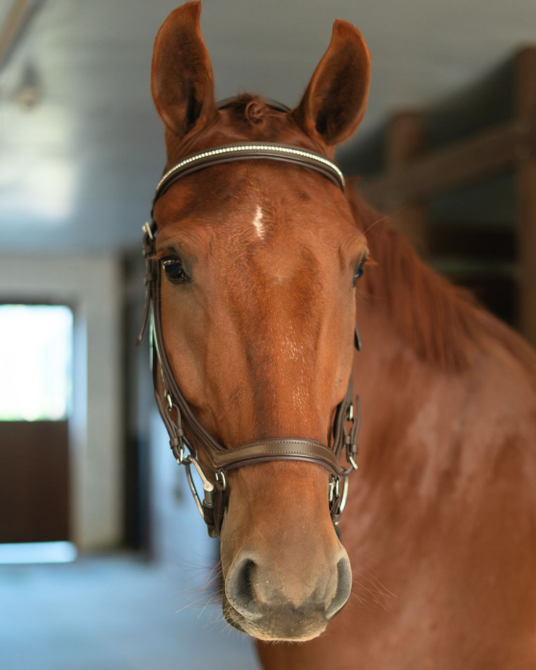 CorrectConnect Anatomic Bridle with Crystal Browband - CorrectConnect - Equiluxe Tack