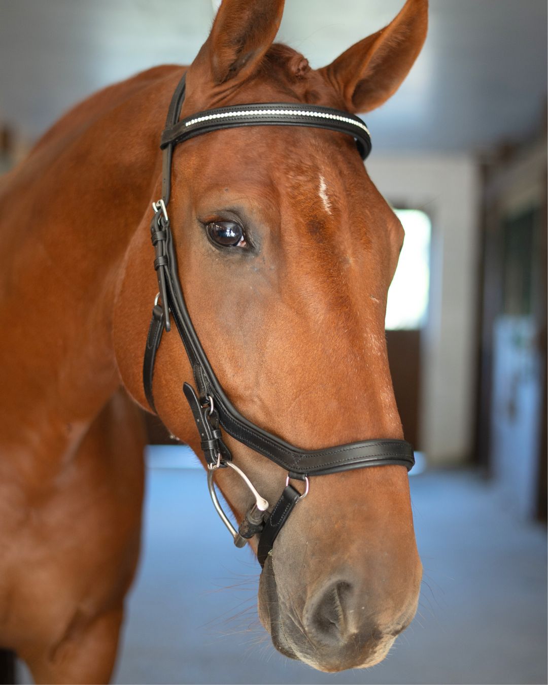 CorrectConnect Anatomic Bridle with Crystal Browband - CorrectConnect - Equiluxe Tack