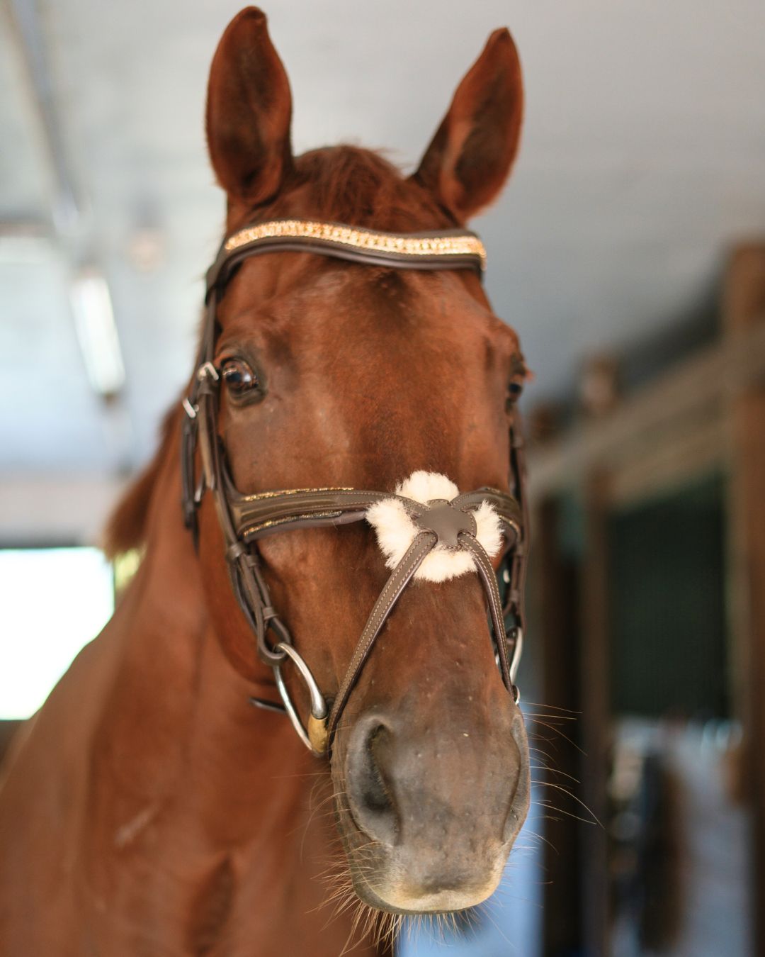 CorrectConnect Gold Accented Figure 8 Bridle with Gold Browband - CorrectConnect - Equiluxe Tack