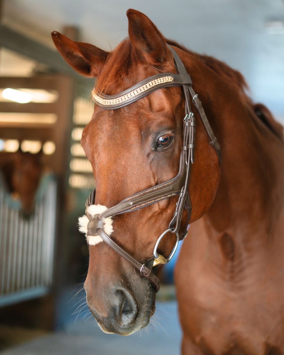 CorrectConnect Gold Accented Figure 8 Bridle with Gold Browband - CorrectConnect - Equiluxe Tack
