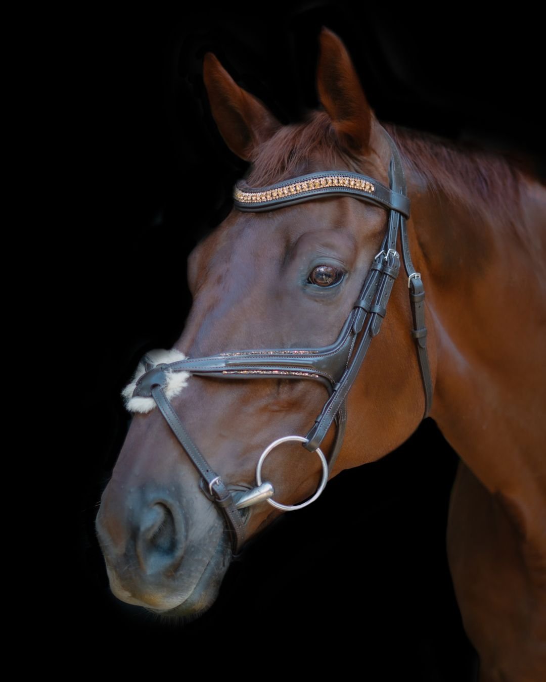 CorrectConnect Gold Accented Figure 8 Bridle with Gold Browband - CorrectConnect - Equiluxe Tack