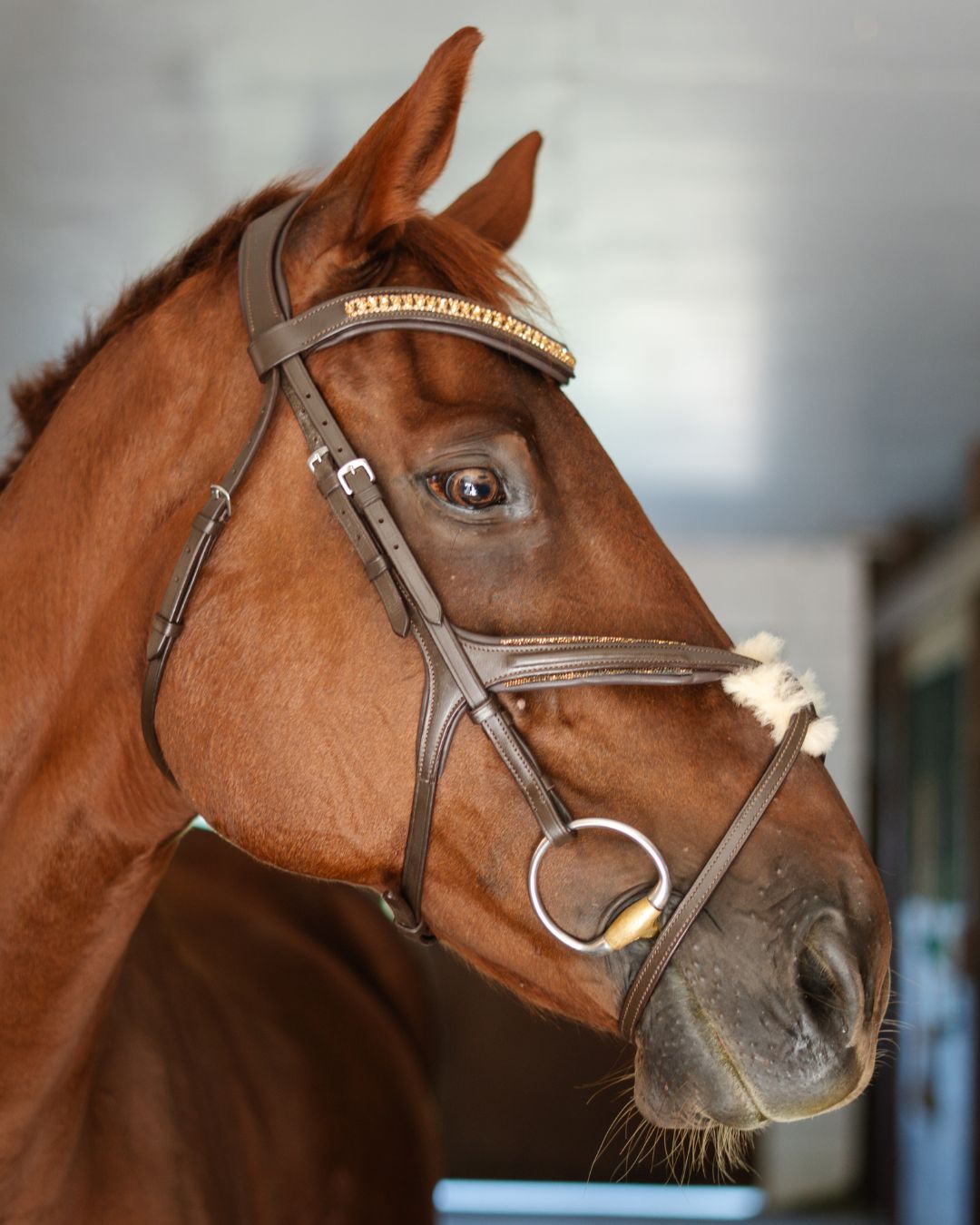CorrectConnect Gold Accented Figure 8 Bridle with Gold Browband - CorrectConnect - Equiluxe Tack