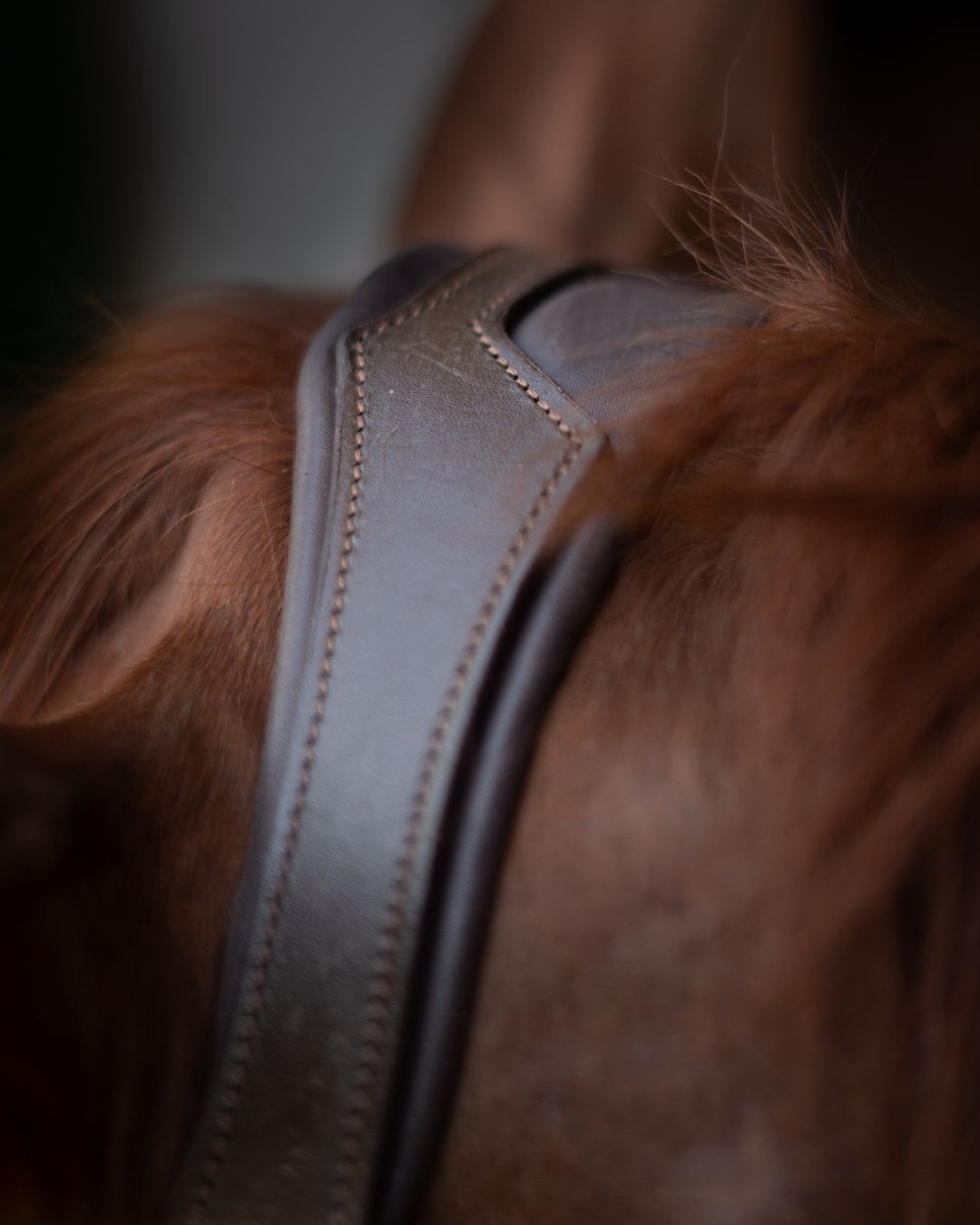 CorrectConnect Gold Accented Figure 8 Bridle with Gold Browband - CorrectConnect - Equiluxe Tack
